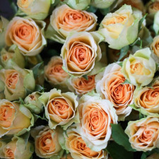 Роза спрей Сюрприз