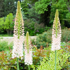 Эремурус гибридный Line Dance