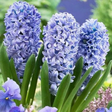 Гіацинт Blue Eyes