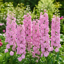 Дельфиниум Pink Blush