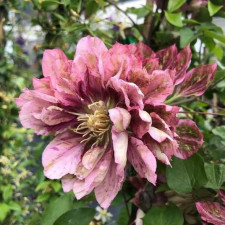 Клематис Pink Passion