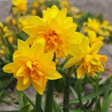 Нарцисс махровый Tete Boucle