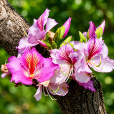 Баухиния пестрая Bauhinia variegata