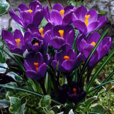 Крокус великоквітковий Flower Record