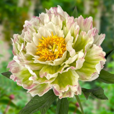 Пион травянистый Green Lotus