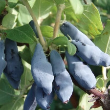 Жимолость їстівна Гордість Бакчара, середньо-пізня