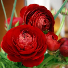 Лютик Tomer Red