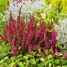 Вереск обыкновенный Patricia