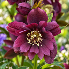 Морозник восточный Purple Double