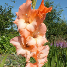 Гладиолус Princess Lee