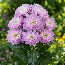 Хризантема веточная Attraction Pink