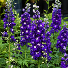 Дельфиниум Magic Fountains "Dark Blue White Bee"