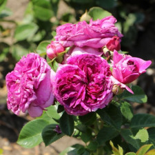 Роза флорибунда Парфюм Флауер Циркус