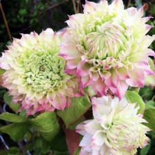 Клематис Sen-no-kaze