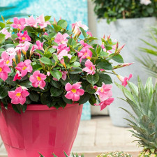 Дипладения Mandevilla Jade Pink
