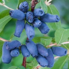 Жимолість їстівна Хоней Бі, середньо-пізня