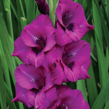 Гладиолус Purple Diamond