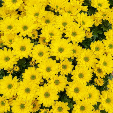 Хризантема гілкова Celebrate
