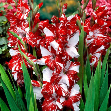 Гладиолус Зизани