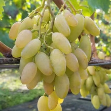 Виноград Белая Акация