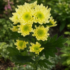 Хризантема веточная Radost Yellow