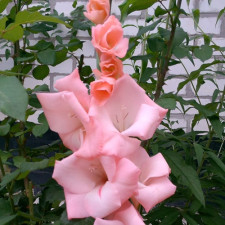 Гладіолус Партер Доле