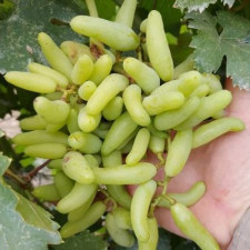 Виноград столовый Банановые Ножки