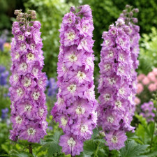 Дельфиниум Magic Fountains "Lavender with White Bee"