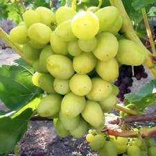 Виноград столовий Білий Кришталь