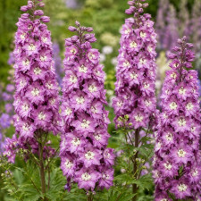 Дельфиниум Magic Fountains "Lilac Pink White Bee"