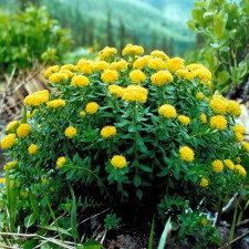 Родіола рожева Золотий Корінь