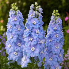 Дельфиниум Excalibur "Light Blue White Bee"