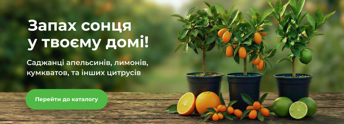 Цитрусовое настроение