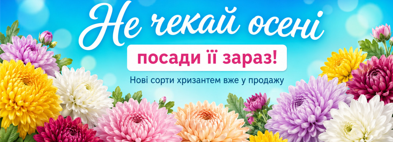 Хризантемы в продаже