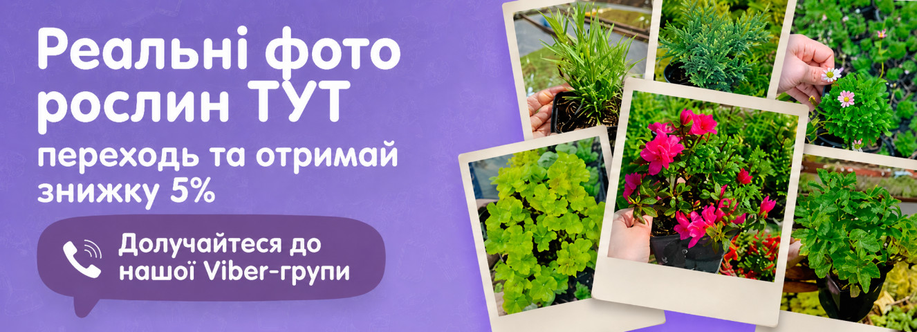 Viber